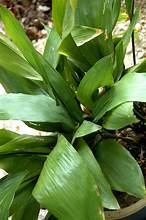 Aspidistra babensis